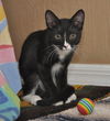 Slim Shady the Sweet Tuxedo Kitten