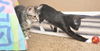 Slim Shady the Sweet Tuxedo Kitten