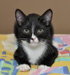 Slim Shady the Sweet Tuxedo Kitten