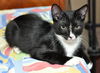Slim Shady the Sweet Tuxedo Kitten