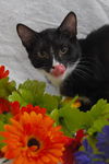 Slim Shady the Sweet Tuxedo Kitten
