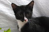 Slim Shady the Sweet Tuxedo Kitten