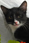 Slim Shady the Sweet Tuxedo Kitten