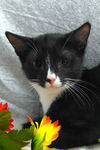 Slim Shady the Sweet Tuxedo Kitten