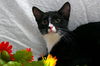 Slim Shady the Sweet Tuxedo Kitten