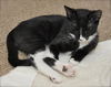Slim Shady the Sweet Tuxedo Kitten