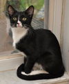 Slim Shady the Sweet Tuxedo Kitten