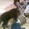 Tiger Lilly the Cute & Playful Kitten