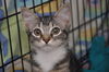 Tiger Lilly the Cute & Playful Kitten