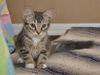 Tiger Lilly the Cute & Playful Kitten