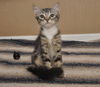 Tiger Lilly the Cute & Playful Kitten