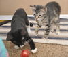 Tiger Lilly the Cute & Playful Kitten