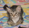 Tiger Lilly the Cute & Playful Kitten