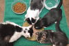 Tiger Lilly the Cute & Playful Kitten