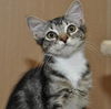 Tiger Lilly the Cute & Playful Kitten