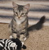 Tiger Lilly the Cute & Playful Kitten