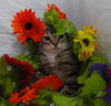 Tiger Lilly the Cute & Playful Kitten