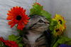 Tiger Lilly the Cute & Playful Kitten