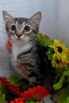 Tiger Lilly the Cute & Playful Kitten