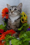 Tiger Lilly the Cute & Playful Kitten