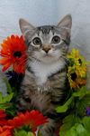 Tiger Lilly the Cute & Playful Kitten