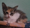 Twizzler the Torbie Kitten