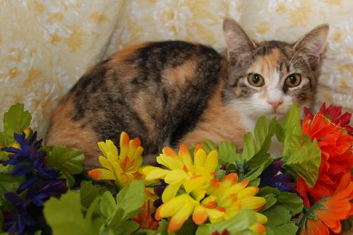 Twizzler the Torbie Kitten