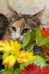 Twizzler the Torbie Kitten