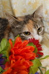 Twizzler the Torbie Kitten