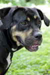 Ann the Gentle Rottie