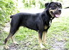 Ann the Gentle Rottie