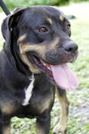 Ann the Gentle Rottie