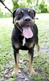 Ann the Gentle Rottie
