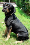 Ann the Gentle Rottie