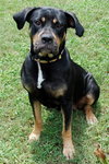 Ann the Gentle Rottie