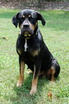 Ann the Gentle Rottie