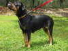 Ann the Gentle Rottie