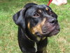 Ann the Gentle Rottie