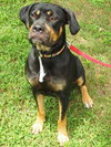 Ann the Gentle Rottie