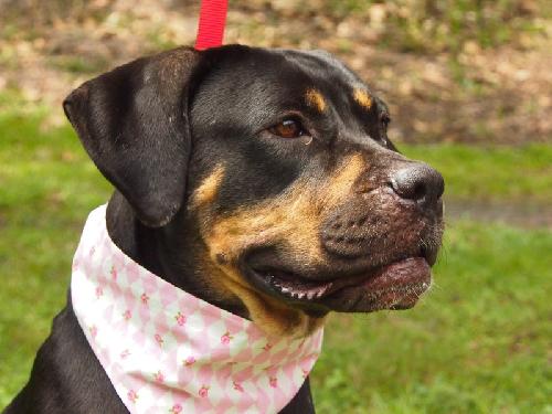 Ann the Gentle Rottie
