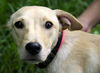 Sweetie Pie the Puppy