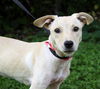 Sweetie Pie the Puppy