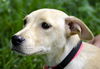 Sweetie Pie the Puppy