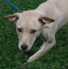 Sweetie Pie the Puppy