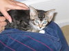 Kim the Kitten