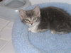 Keely the Kitten