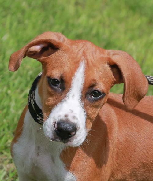 Xenon the Whippet Blend Puppy