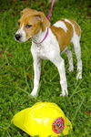 Pericles the Whippet Blend Puppy