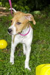 Pericles the Whippet Blend Puppy