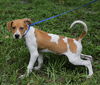 Pericles the Whippet Blend Puppy